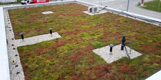 extenzívna strecha Trnava 220 m2 po 5 mesiacoch od realizacie